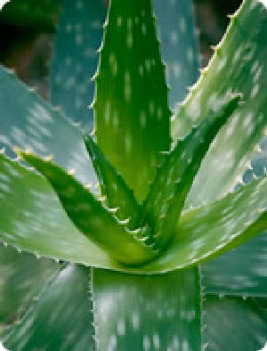 aloe vera plant